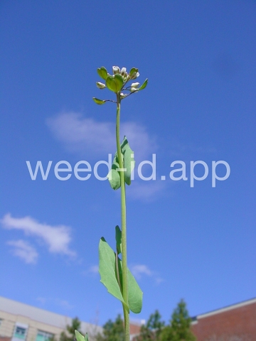 pennycress, thoroughwort